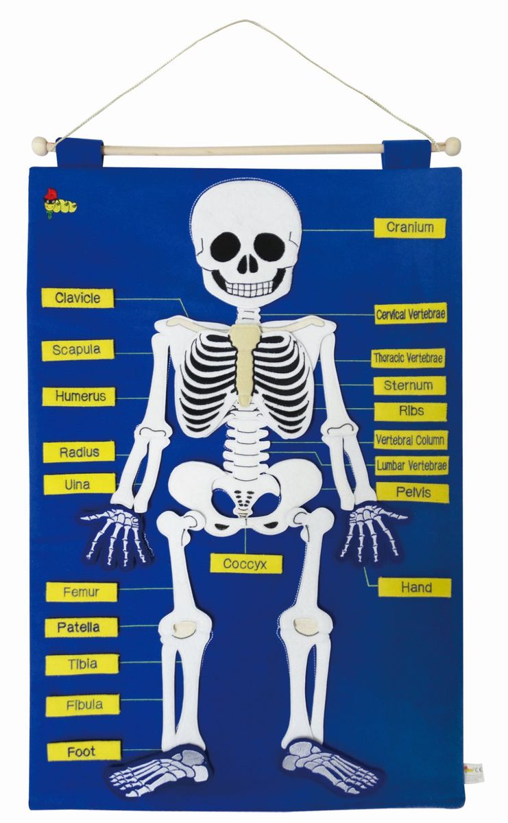 Skeleton Wall Hanging Chart (50X70cm)