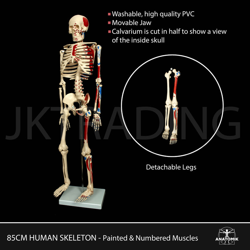 85cm Skeleton With Numbered Painted Muscels