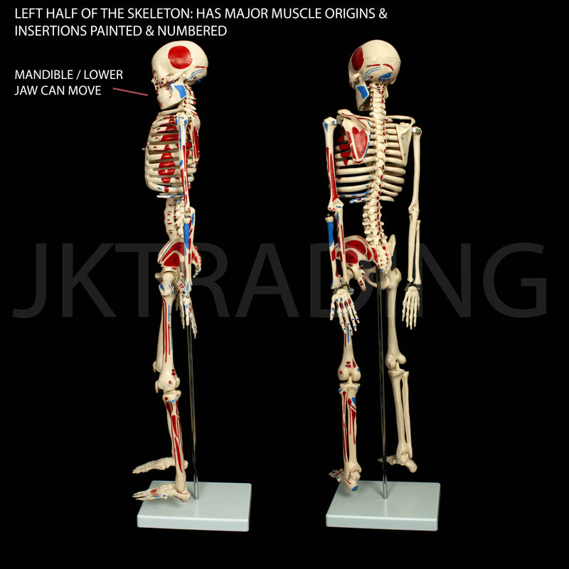 85cm Skeleton With Numbered Painted Muscels