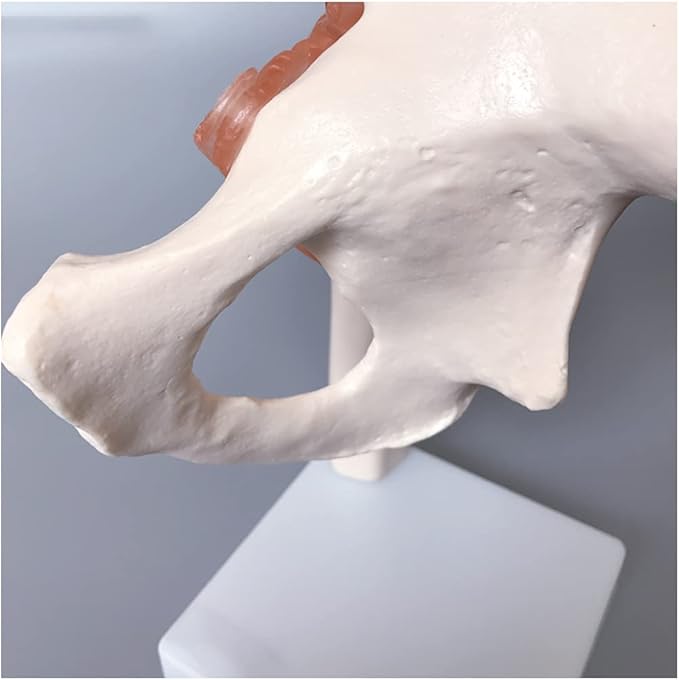 Life Size Hip Joint Model With Ligaments