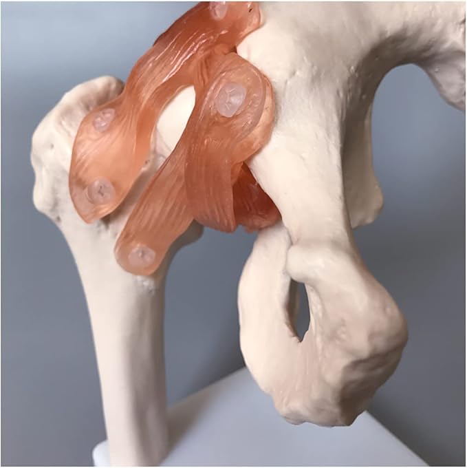 Life Size Hip Joint Model With Ligaments