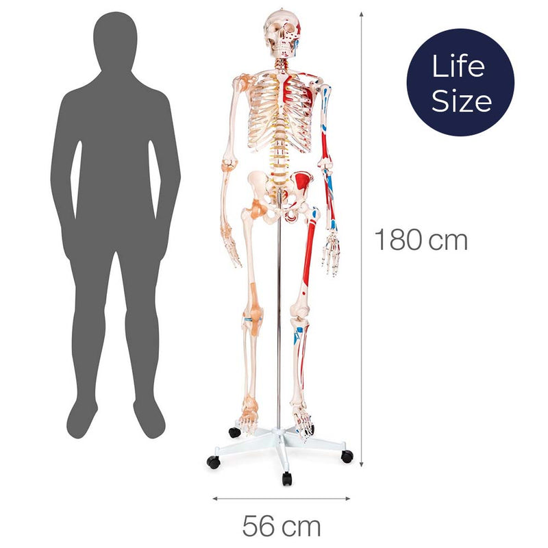 Life Size Skeleton With Painted Muscles And Ligaments-180cm On Roller Stand