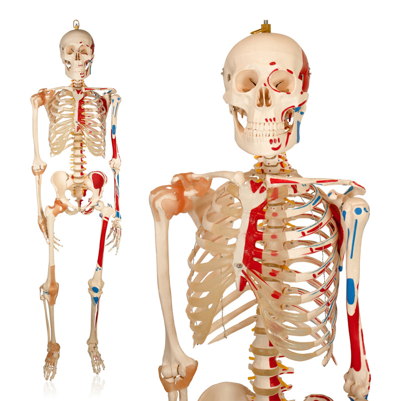 Life Size Skeleton With Painted Muscles And Ligaments-180cm On Roller Stand