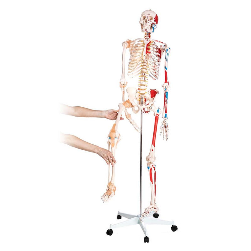 Life Size Skeleton With Painted Muscles And Ligaments-180cm On Roller Stand