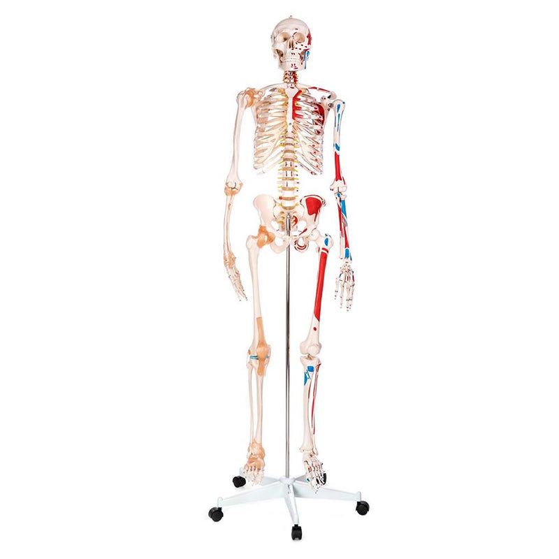 Life Size Skeleton With Painted Muscles And Ligaments-180cm On Roller Stand