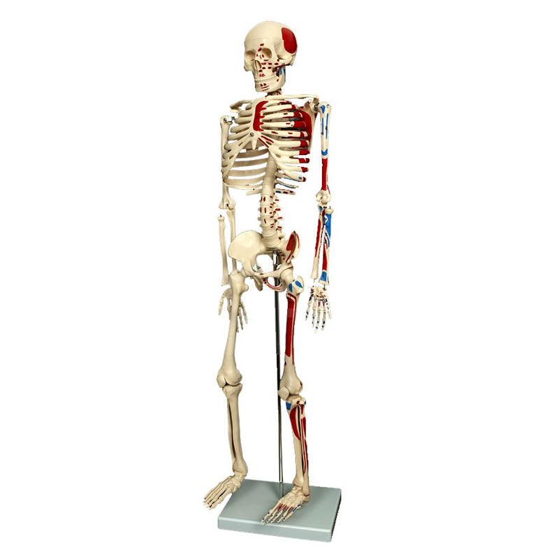 85CM SKELETON WITH NUMBERED PAINTED MUSCLES