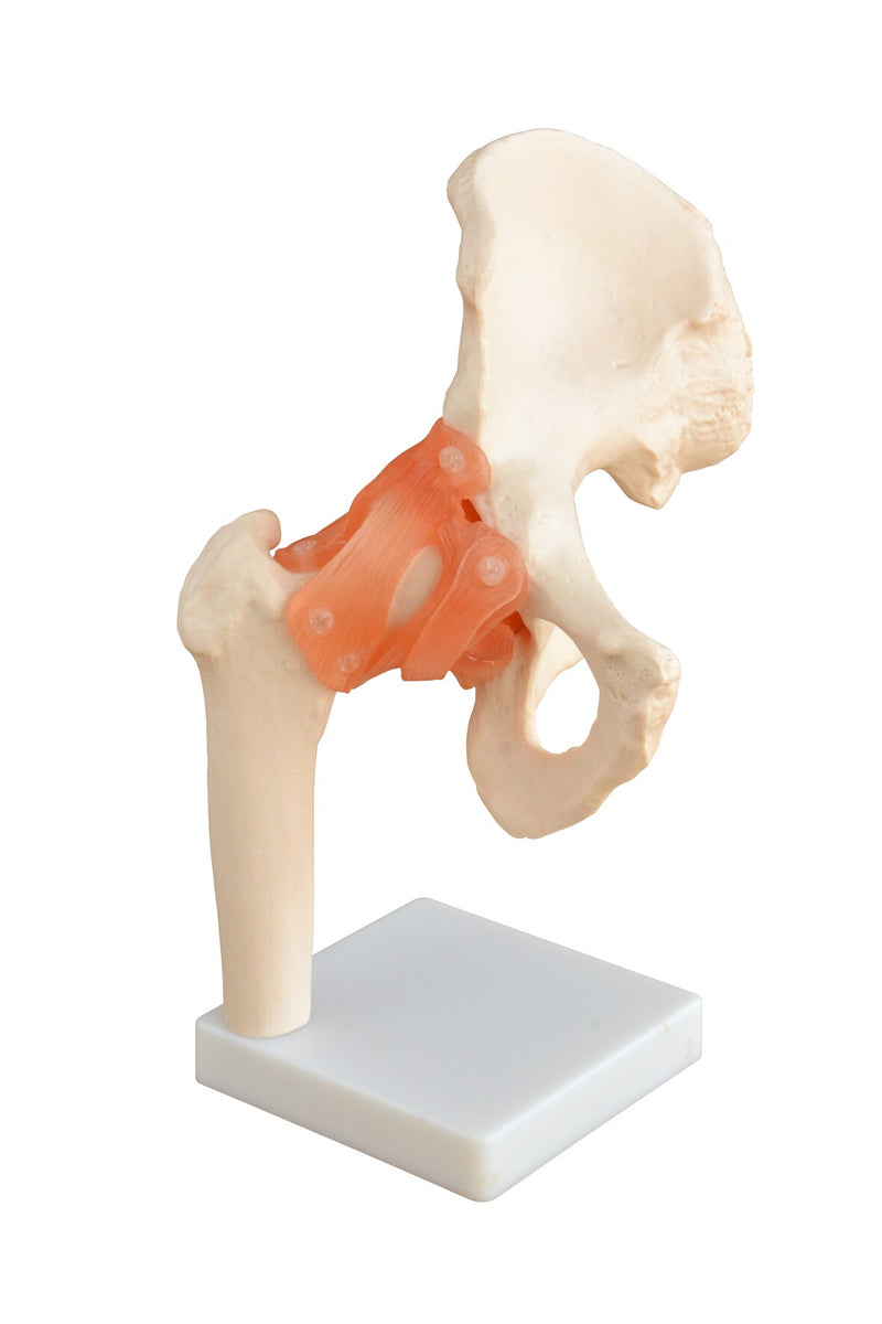 Life Size Hip Joint Model With Ligaments