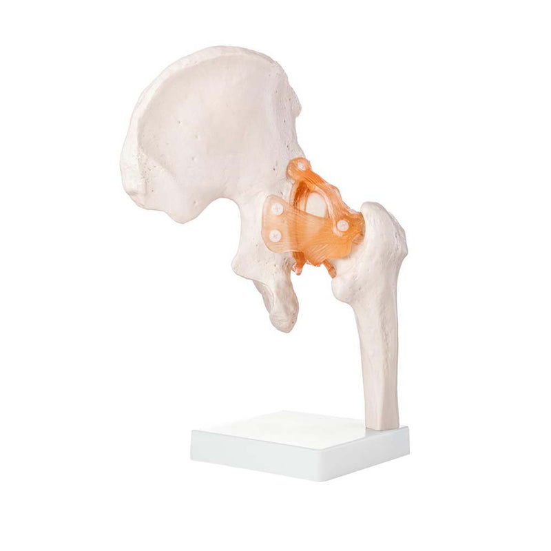 Life Size Hip Joint Model With Ligaments