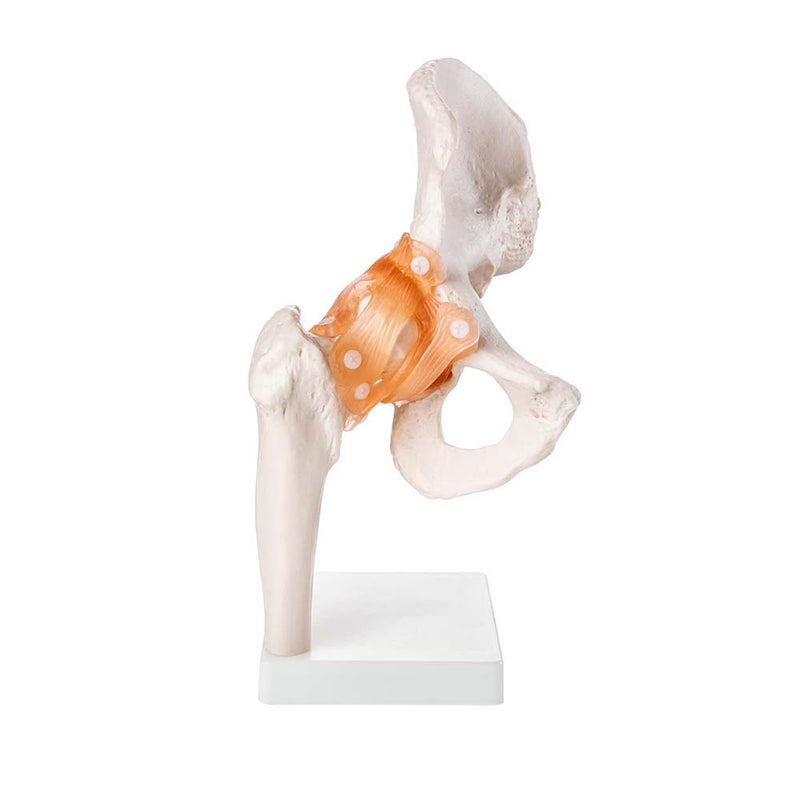 Life Size Hip Joint Model With Ligaments