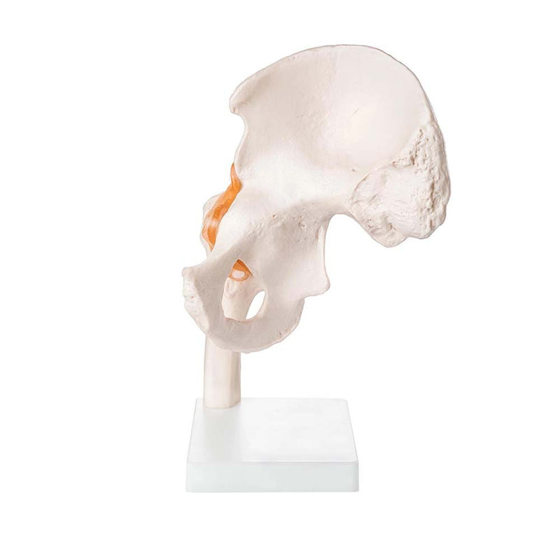 Life Size Hip Joint Model With Ligaments