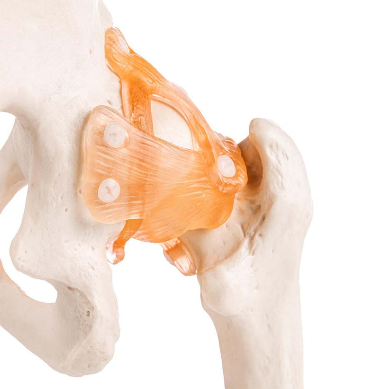 Life Size Hip Joint Model With Ligaments