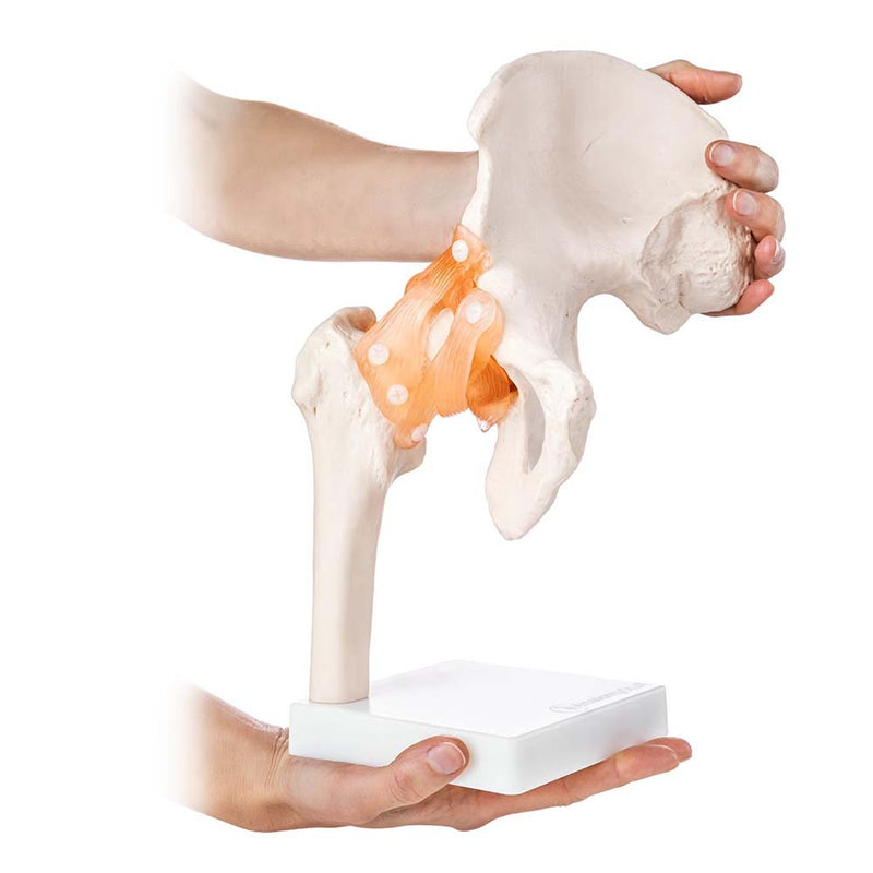 Life Size Hip Joint Model With Ligaments