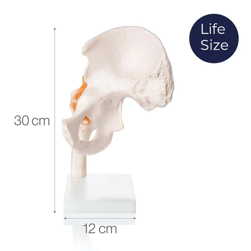 Life Size Hip Joint Model With Ligaments