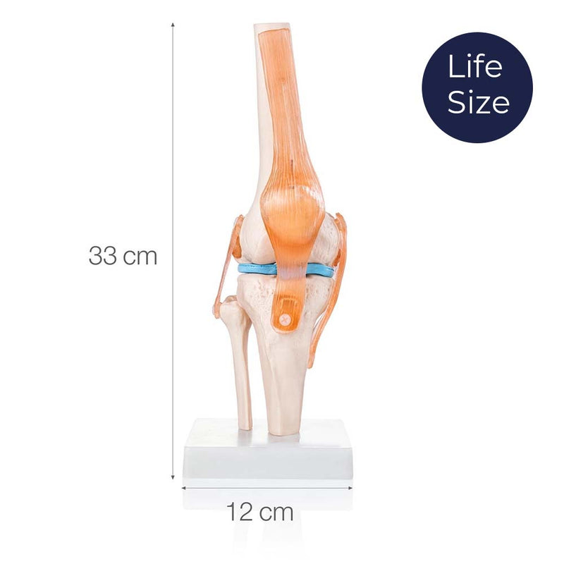 Life-Size Knee Joint