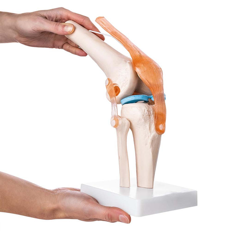 Life-Size Knee Joint