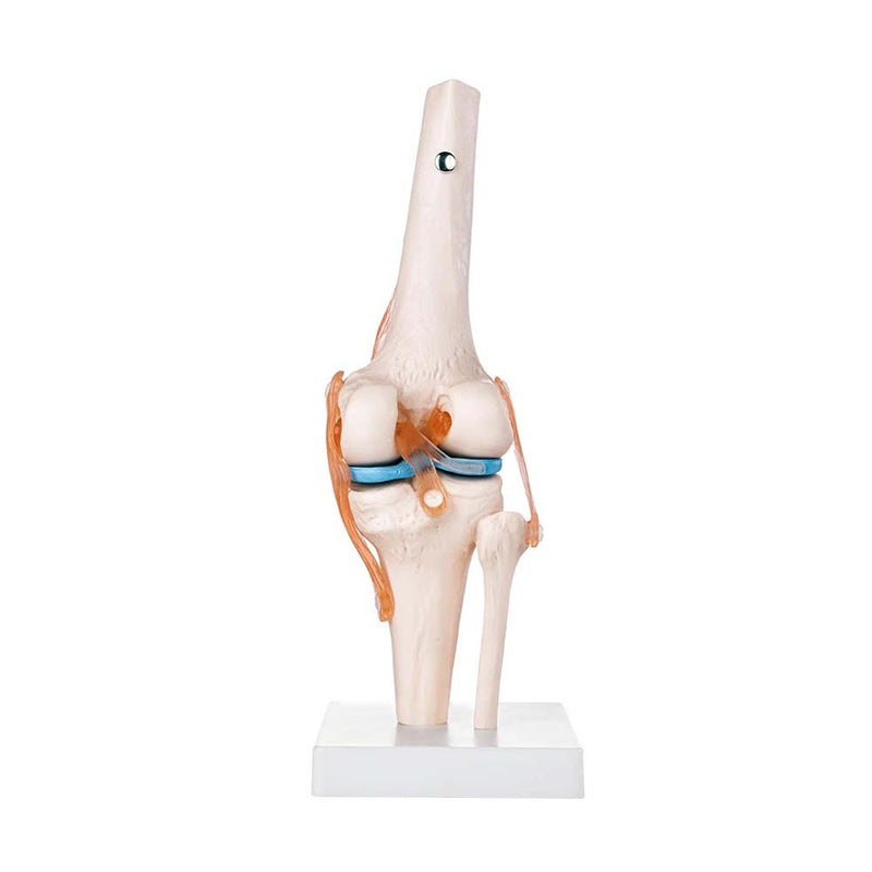 Life-Size Knee Joint