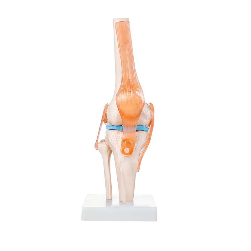 Life-Size Knee Joint