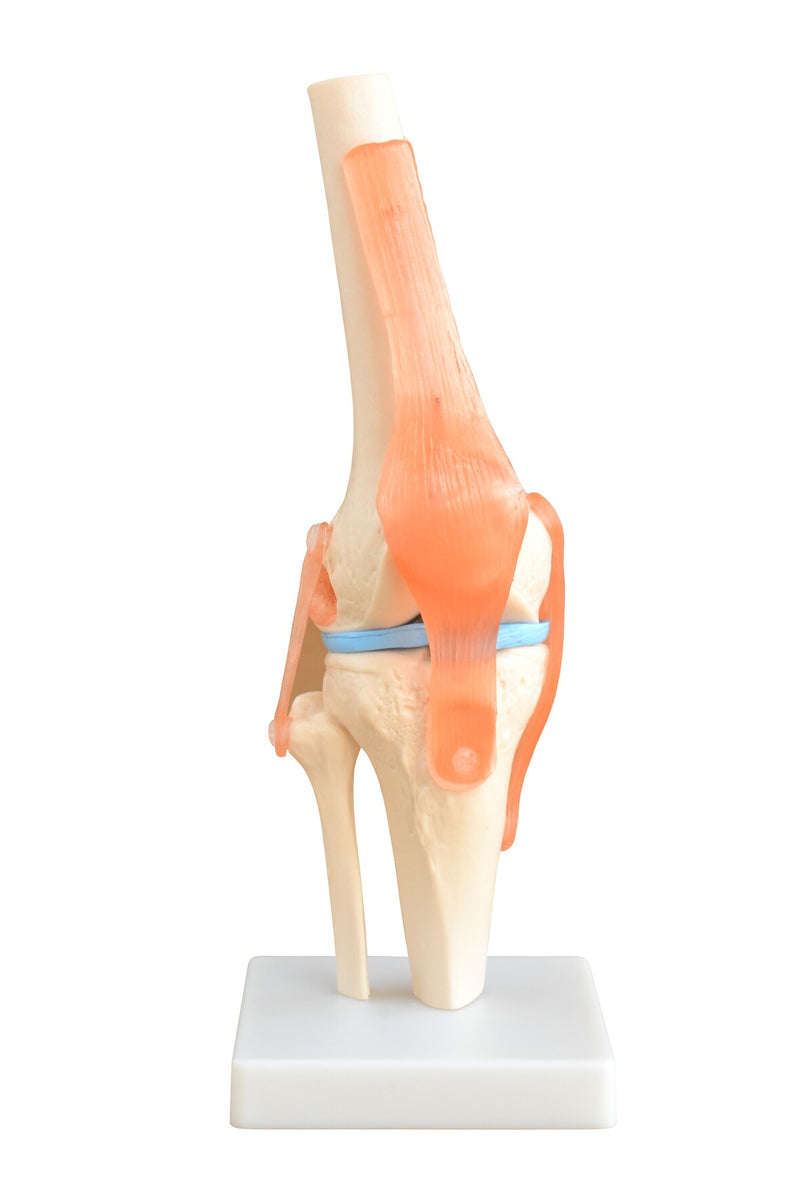 Life-Size Knee Joint