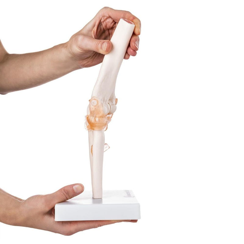 Life Size Elbow Joint Model