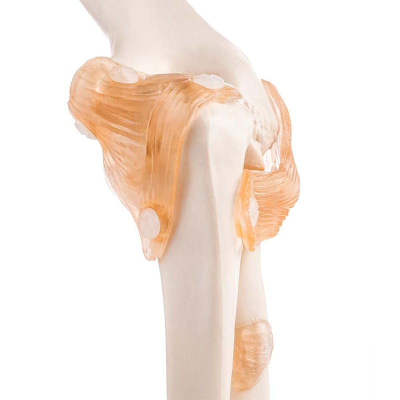 Life Size Elbow Joint Model