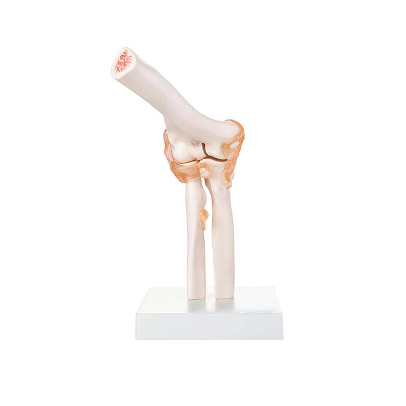 Life Size Elbow Joint Model