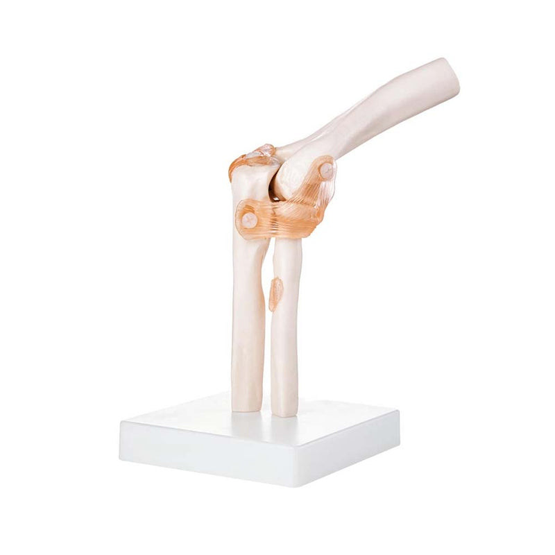 Life Size Elbow Joint Model