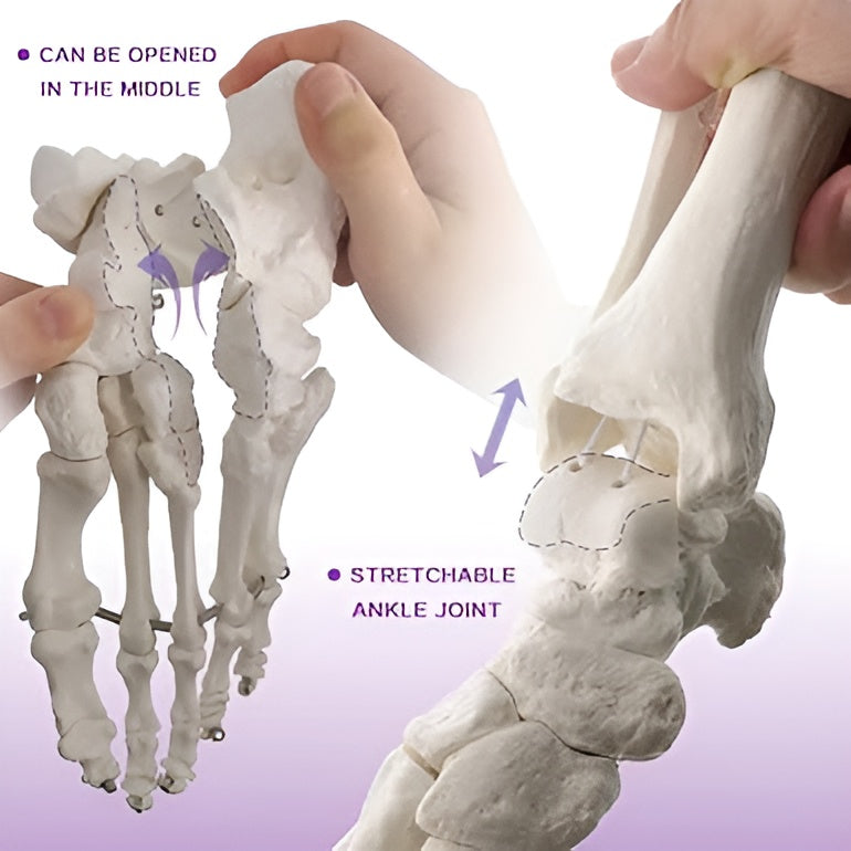 Life Size Foot Joint