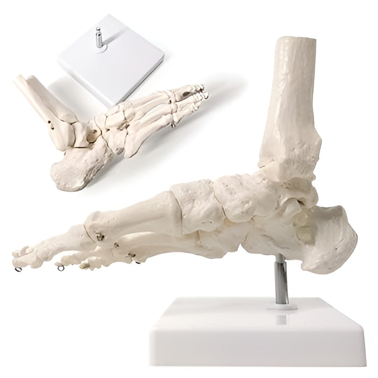 Life Size Foot Joint