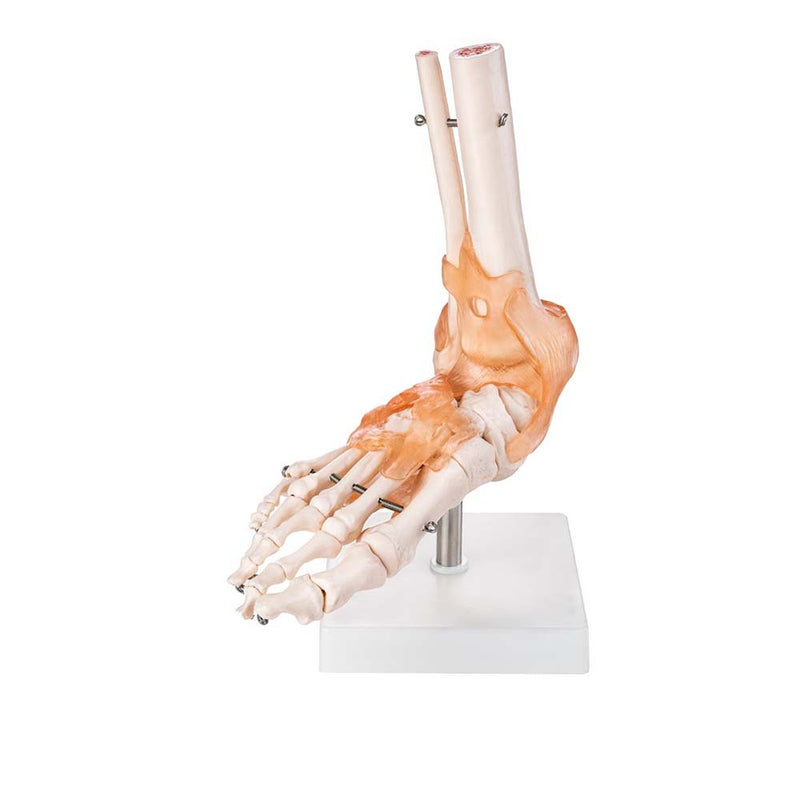 Life Size Foot Joint With Ligaments Model