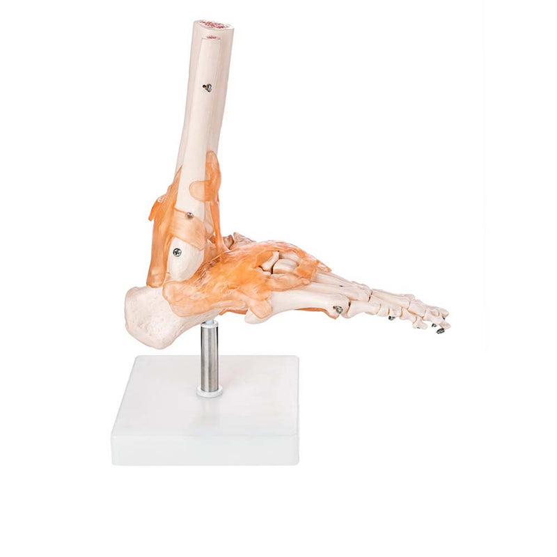 Life Size Foot Joint With Ligaments Model