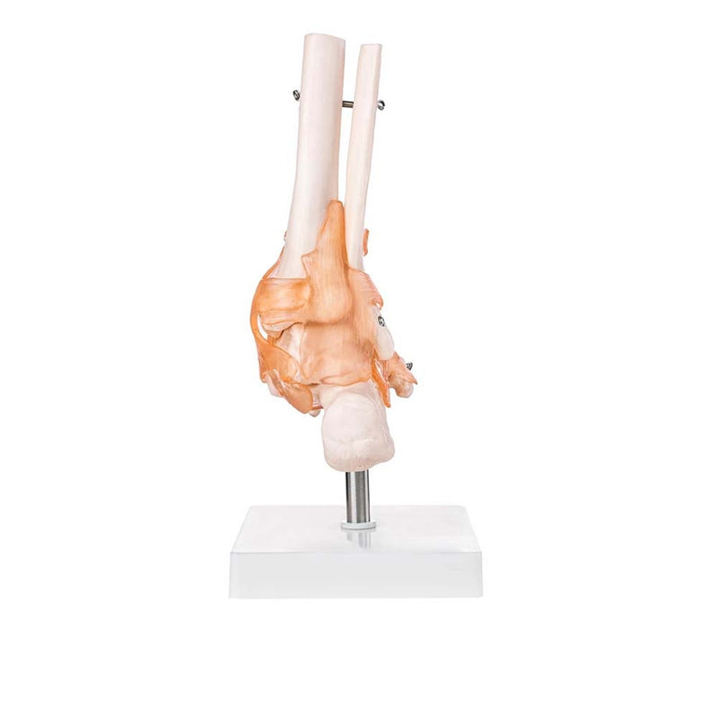 Life Size Foot Joint With Ligaments Model