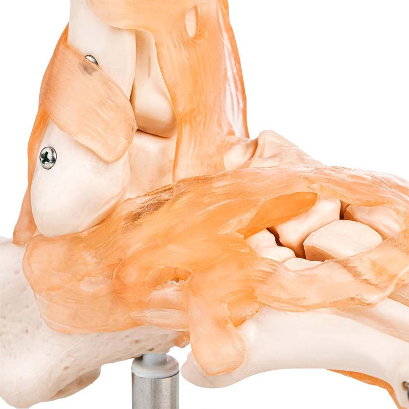 Life Size Foot Joint With Ligaments Model