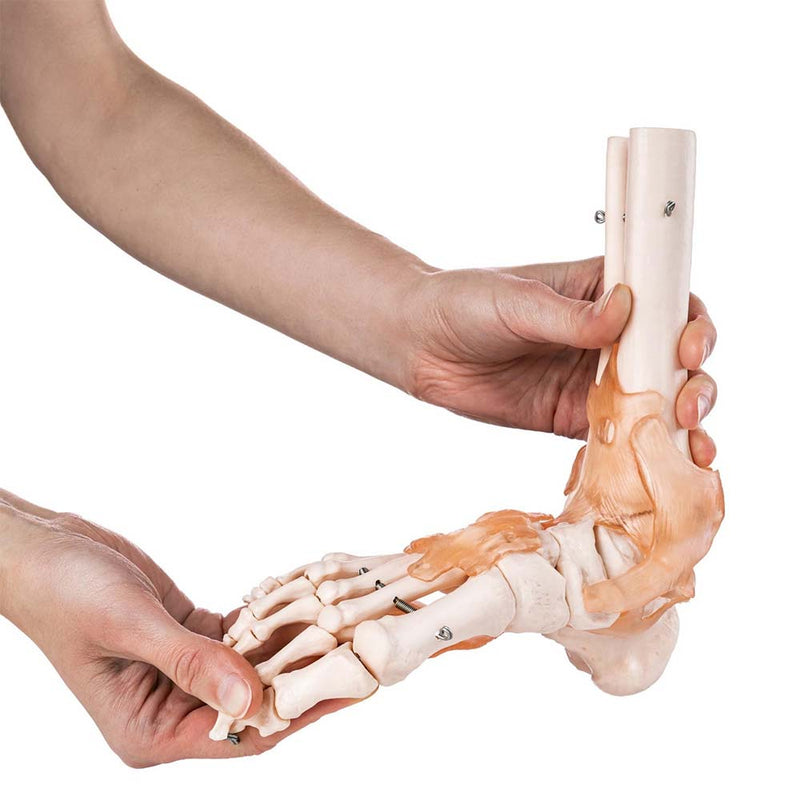 Life Size Foot Joint With Ligaments Model