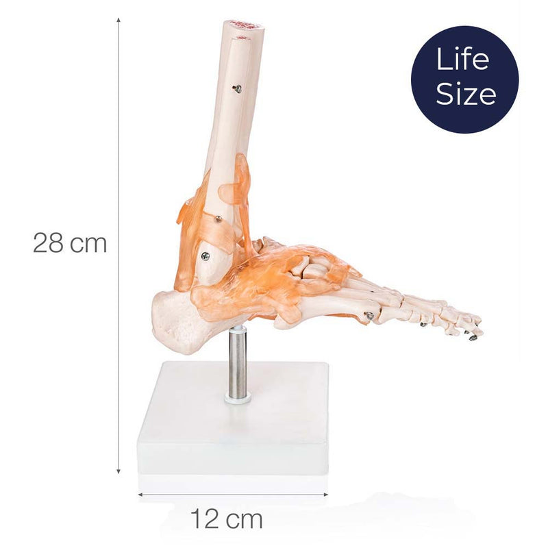 Life Size Foot Joint With Ligaments Model