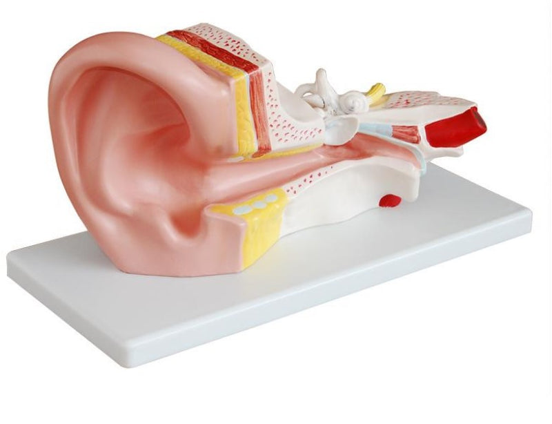 Middle Ear Model 2 Parts