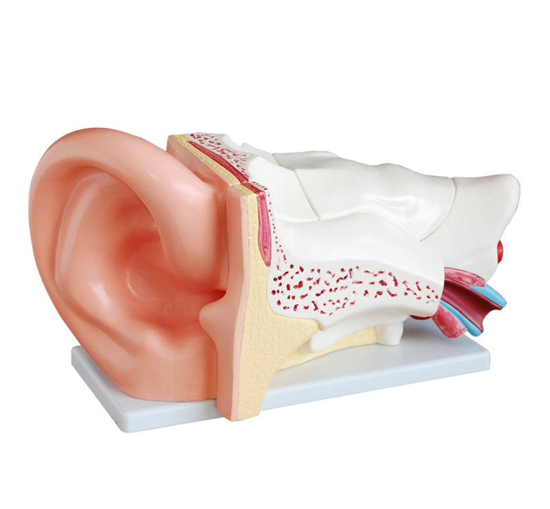 New Style Giant Ear Model 6 Parts Model