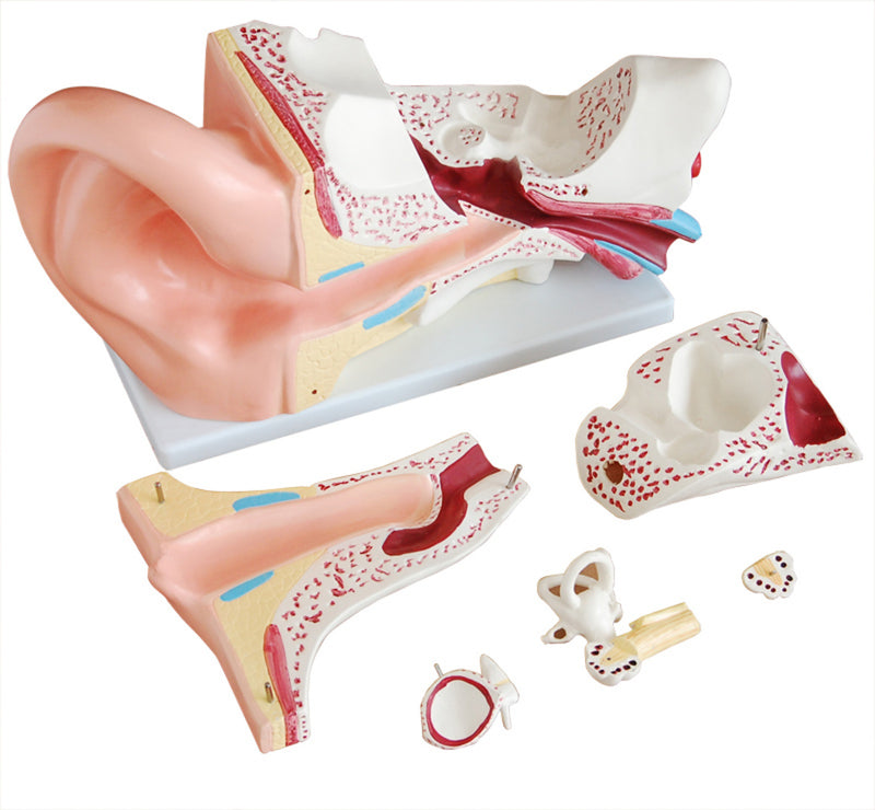 New Style Giant Ear Model 6 Parts Model