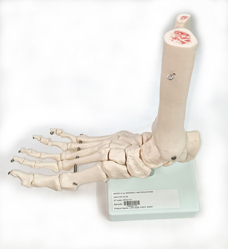 Life Size Foot Joint