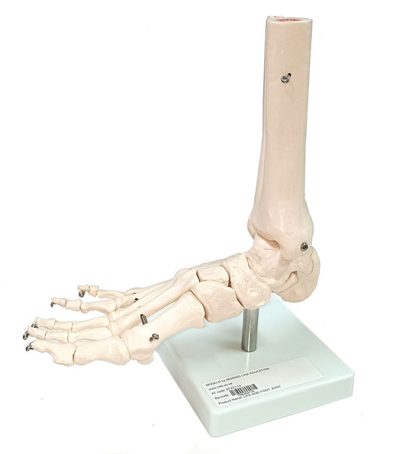 Life Size Foot Joint