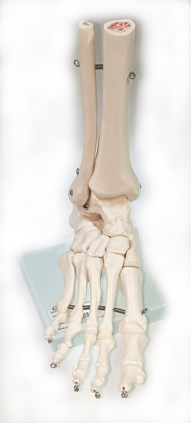 Life Size Foot Joint