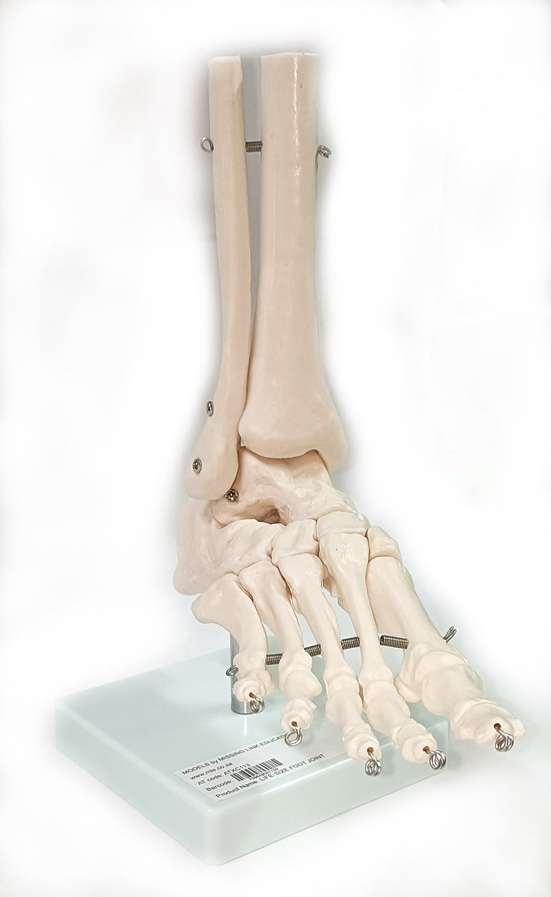 Life Size Foot Joint