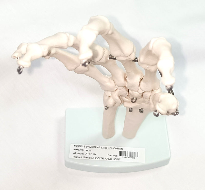 Life-Size Hand Joint Skeleton Model