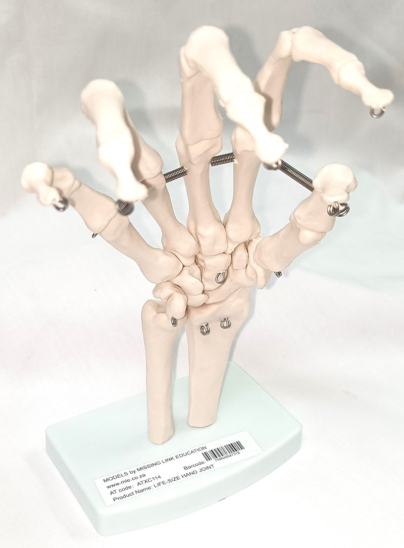 Life-Size Hand Joint Skeleton Model