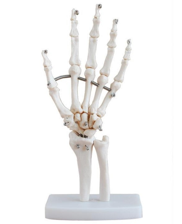 LIFE-SIZE HAND JOINT