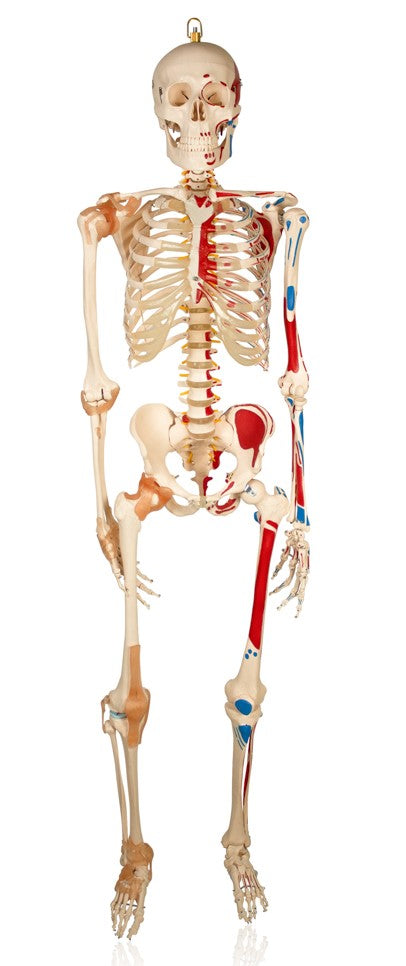 Life Size Skeleton With Painted Muscles And Ligaments-180cm On Roller Stand