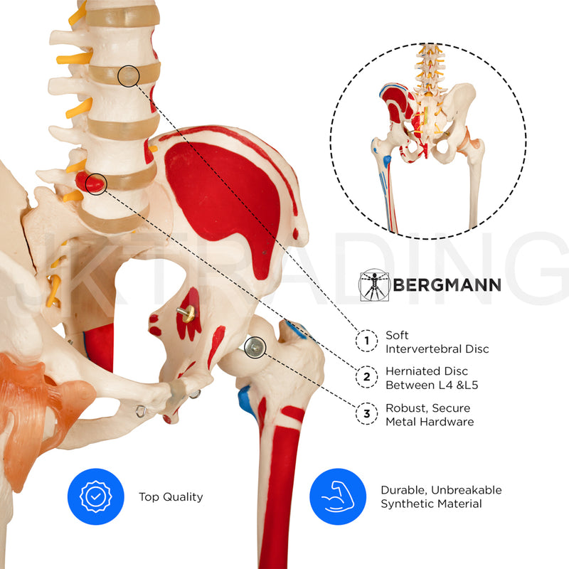 180CM SKELETON WITH MUSCLES & LIGAMENTS