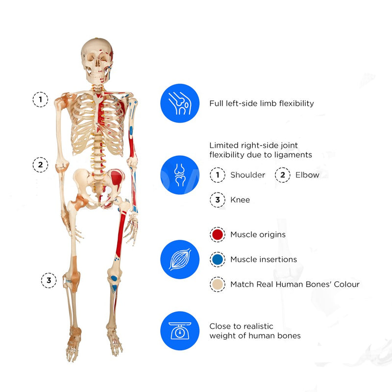 Life Size Skeleton With Painted Muscles And Ligaments-180cm On Roller Stand