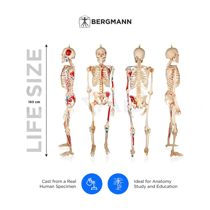 Life Size Skeleton With Painted Muscles And Ligaments-180cm On Roller Stand