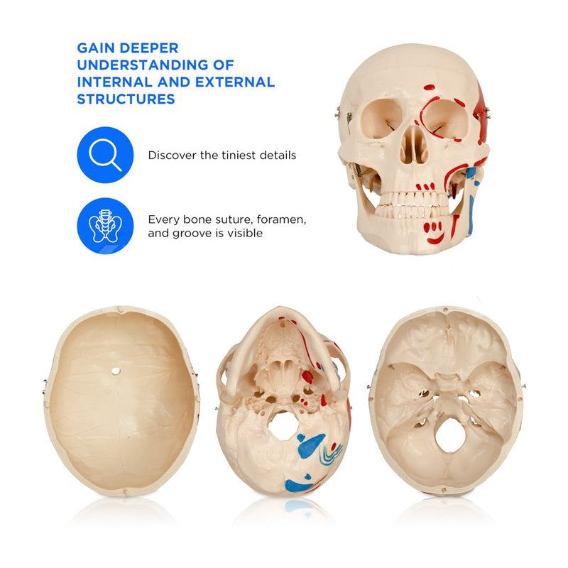 Life Size Skeleton With Painted Muscles And Ligaments-180cm On Roller Stand