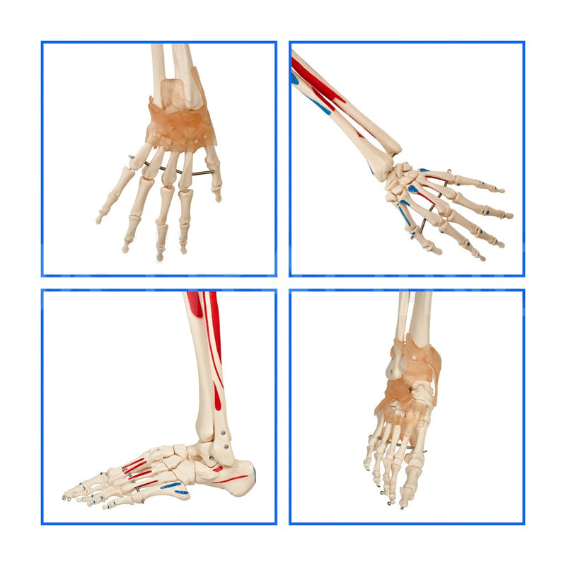 180CM SKELETON WITH MUSCLES & LIGAMENTS